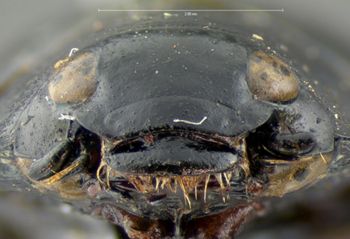 Media type: image;   Entomology 34947 Aspect: head frontal view